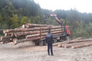 Controale pentru prevenirea infracţiunilor silvice la Cluj. S-au dat amenzi în valoare de 10.000 de lei