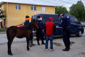 FOTO! Un botoşănean şi-a pierdut calul. I l-au dus acasă jandarmii, care i-au aplicat şi o sancţiune