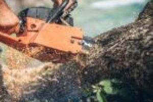Guvernul, PNL şi CSM încearcă să taie craca DNA-ului pădurilor! Cătălin Drulă compară defrişările cu corupţia din vremea lui Adrian Năstase