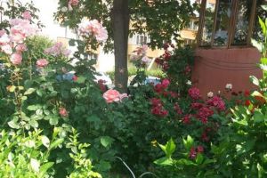 Încep înscrierile în concursul ”Bistriţa Verde”, organizat de municipalitate
