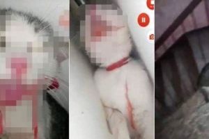 FOTO| Tânăr de 18 ani, din Alba Iulia, REȚINUT de poliţişti: A schingiuit o pisică, a filmat şi a postat imaginile pe internet