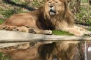 Grădinile zoologice din Reşiţa şi Timişoara, surpriză la indigo de Ziua Internaţională a Copilului