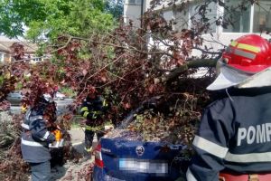 Copac cazut peste un autoturism in Tulcea. Intervin pompierii (galerie foto) 