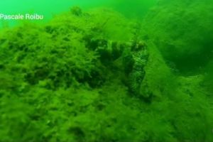 Sezonul calutilor de mare: Imagini de senzatie din adancul Marii Negre postate de un cunoscut scafandru din Constanta (video) 