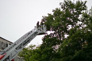 O pisică a fost salvată de pompierii orădeni dintr-un copac înalt de 15 metri (FOTO / VIDEO)
