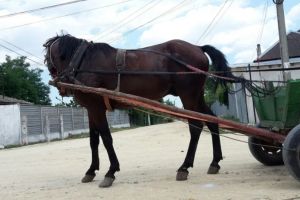 Căruţaşi cu material lemnos de provenienţă ilicită, depistaţi de poliţişti în comuna Cârţa