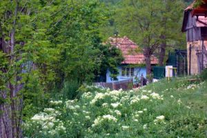 Jurnal din anii ciumei Covid 19:  La casa părintească
