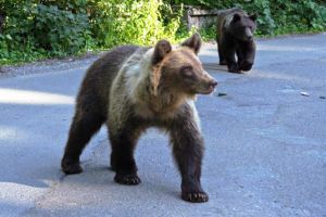 Urşii şi puii lor înspăimântă localnicii din Băile Tuşnad