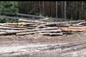 VIDEO: Cum se taie pădurea din Vrancea, în vreme de pandemie