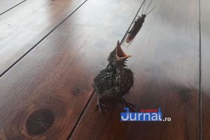 VIDEO VIRAL! Pui de mierlă salvat de voluntarii ACDB!