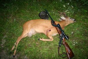 Braconaj. Prinşi de poliţişti cu un căprior împuşcat, deşi aveau autorizaţie de vânătoare pentru alte specii