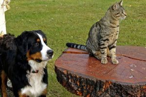 CE VÂRSTĂ ARE PISICA TA ÎN ANI OMENEȘTI. CALCULUL E FOARTE SIMPLU! VEZI CE VEDETE PREFERĂ MICUȚELE FELINE ȘI CINE A ALES SĂ ÎȘI IA CÂINE