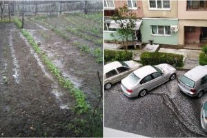 FOTO, VIDEO| Ploaie cu grindină la Blaj şi Tărtăria: Bucăţile de gheaţă au făcut prăpăd culturile oamenilor