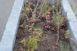 Oraşul Florilor în 2020: arcade înflorite în centru şi jardiniere uscate şi cu buruieni în cartiere. Primarul: Hai să văd nişte poze!