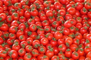 569 de cereri depuse pentru Programul “Tomata”