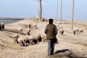 Locuri de muncă în Maramureş: Se caută inclusiv cioban