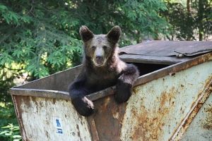 Băile Tuşnad: Urs de talie mică alungat de jandarmi în pădure