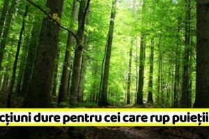 Amenzi sau închisoare pentru cei care fură, rup sau degradează arbori sau puieţi din pădure. Proiectul a trecut de Senat