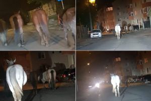 FOTO ȘTIREA TA| Peisaj rural în inima oraşului Alba Iulia: „5 cai frumoşi”, fotografiaţi plimbându-se în zona Stadion