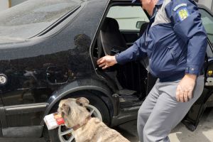 „GREAT EXPECTATIONS”: Traficanţi căzuţi în plasa oamenilor legii. Ce sume câştigau