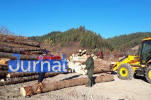 Amenzi în valoare de aproape 60.000 de lei pentru încălcarea regimului silvic!