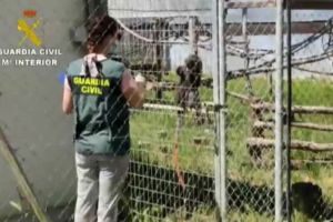 Tânăr român arestat în Spania pentru că ar fi furat... două maimuţe