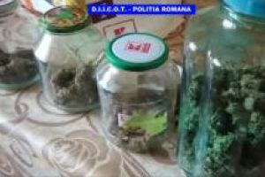 DIICOT: Cetatean francez, stabilit in Romania, ridicat de oamenii legii. Avea in casa o plantatie de cannabis