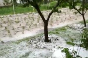 VIDEO| Grindina a făcut PRĂPĂD în nordul ţării: Ploaia cu gheaţă a distrus grădinile şi a provocat pagube însemnate