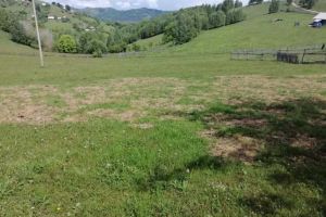Satele Bârsana, Arţi şi Pleşi, de la Șugag, „arate” de o turmă de peste 50 de mistreţi, de mai mult de o săptămână