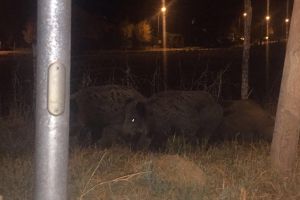 VIDEO Turmă de mistreţi, la miezul nopţii, în zona Lacului Noua