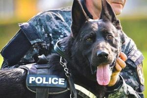 Povestea lui Der, câinele legii – Datorită lui, o tânără a devenit poliţistă şi se pregăteşte la Sibiu