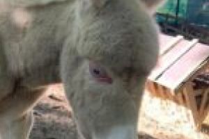 Gazdă nouă la Grădina Zoologică „Ioan Crişan” din Reşiţa!