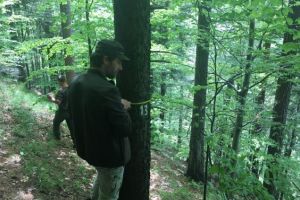 Proiect de 1,2 milioane lei pentru cercetarea stării de sănătate a pădurilor administrate de Regia Kronstadt
