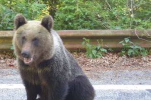 Pe Transfăgărăşan,              urşii au ieşit la şosea