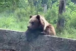 Urs fotografiat la marginea drumului pe Transfăgărăşan