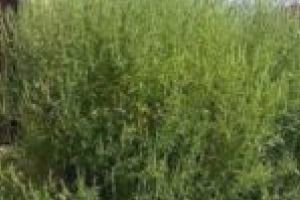 Primăria nu este alergică la problemele lugojenilor! Sezonul ambroziei, gata de start