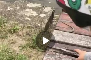 Cititorii TION atrag atenţia: aveţi grijă la şerpii de pe malul Begăi!
