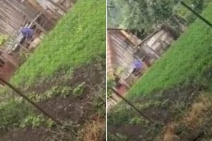 VIDEO Știrea ta| Cruzime fără margini, în Alba: Un videoclip cu un bărbat surprins în timp ce îşi lovea cu bestialitate porcul, a ajuns viral