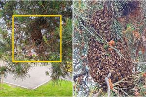 FOTO. Roi de albine la capătul podului Decebal! Salvat de o familie de apicultori