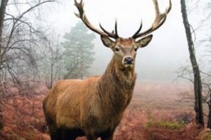 Începe monitorizarea cerbilor din Munţii Făgăraş