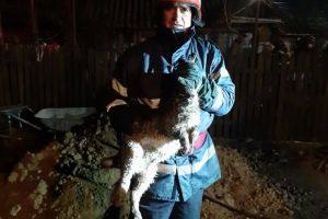 Tânăr anchetat pentru schingiuirea unui câine