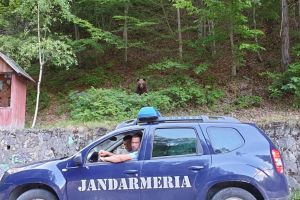 Pui de urs salvat de jandarmi