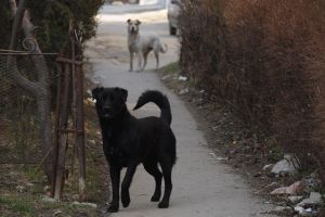 Adolescent muşcat de câini
