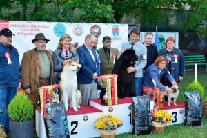 Cei mai frumoşi câini din toată ţara, la Deva (GALERIE FOTO)