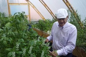 La Năsăud se cultivă legume bio cu ajutorul peştilor. Mostră din agricultura viitorului la Colegiul Silvic (FOTO)
