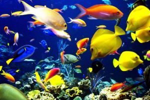 25 septembrie – Ziua Internaţionala a mediului marin. Ce este şi cum poate fi protejat