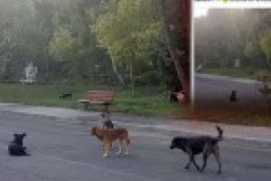 “Domnule primar, cand luati masuri? Pe faleza sunt mai multi caini decat oameni!”