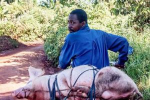 Am ajuns să mâncăm porci de Guineea Bissau