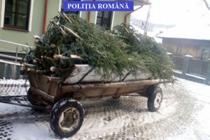 A început traficul cu brazi de Crăciun