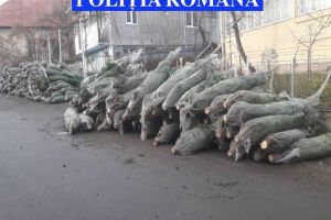 Brazi de Crăciun confiscaţi de poliţişti din piaţa Obor Vereşti